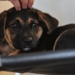 Lei define guarda compartilhada de pets; veja detalhes