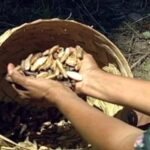 Lei que reconhece ofício de quebradeiras de coco babaçu como manifestação cultural é sancionada – Notícias