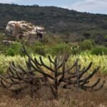 Entra em vigor lei que estabelece política de recuperação da Caatinga – Notícias