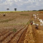 Comissão debate regras para contratação de trabalhador agrícola safrista – Notícias